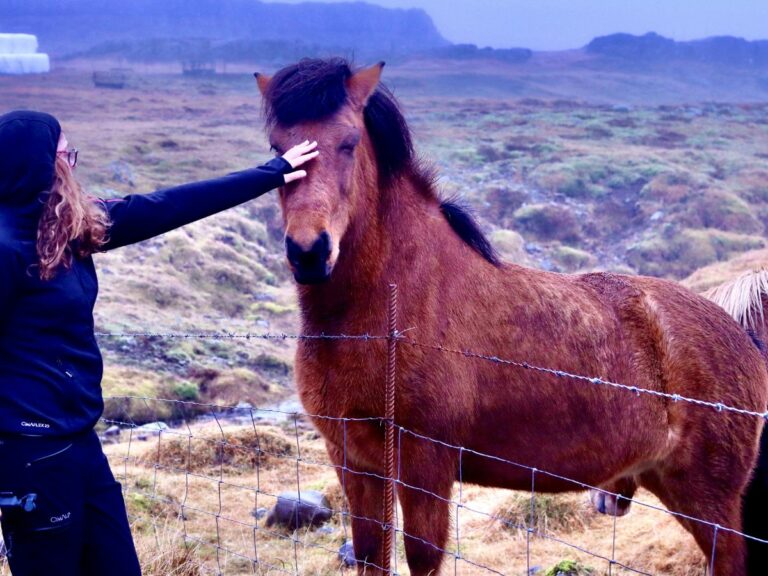 RENCONTRE AVEC LES CHEVAUX ISLANDAIS